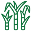Sugarcane Waste